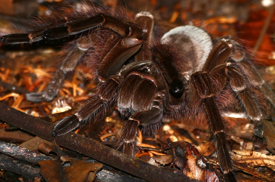 Ptasznik goliat, jeden z największych pajęczaków świata. Piekielnie jadowity./fot. Wikimedia Commons