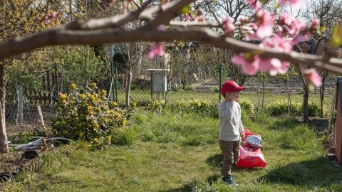 Mama, tata, babcia, dziadek i Wielkanoc na działce