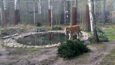 W zoo ukryli jaja z nazwami ptaków. Poniedziałek Wielkanocny w Myślęcinku