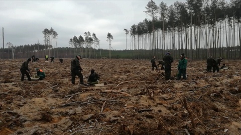 Wyrosną nowe lasy W szkółkach już czekają miliony sadzonek