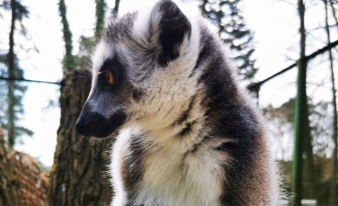 W krainie lemurów na Madagaskarze. Rodzinny wtorek w Myślęcinku