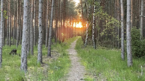 Ogniska koronawirusa wśród zbierających leśne jagody