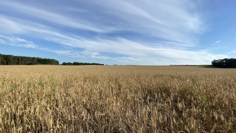 Żniwna kumulacja w regionie. Wpływ upałów na wegetację roślin