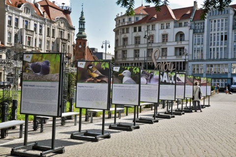 Ptasie osobowości na wystawie. Okazy ze zdjęć spotkasz w Bydgoszczy