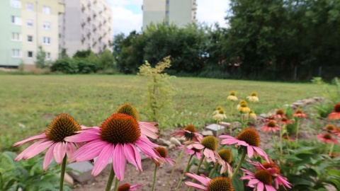 Park dla dzieci, który pachnie i szumi. Zbudują go na bydgoskim osiedlu