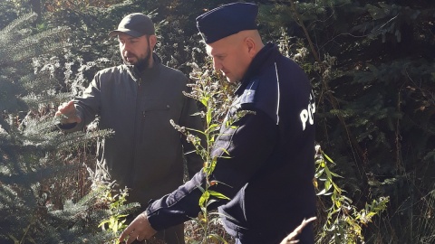 Niszczą drzewa w lasach, by dekorować groby. Wspólne patrole policji i leśników