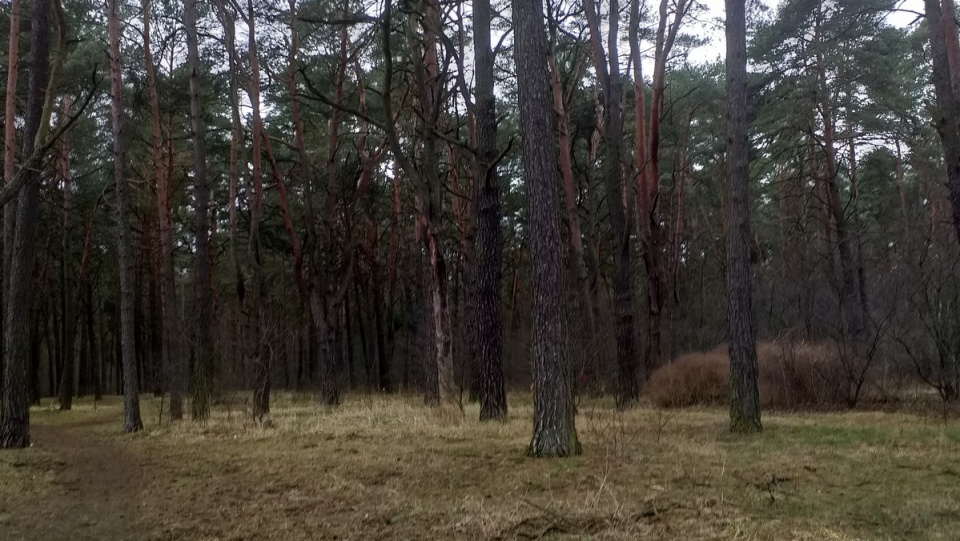 Mieszkańcy apelują, aby pozostawić w tym miejscu las i utworzyć miejski park leśny/fot. Adriana Andrzejewska-Kuras