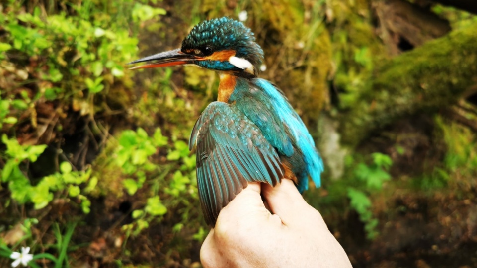 We Wdeckim Parku Krajobrazowym zakończono wiosenne liczenie najbardziej kolorowych ptaków naszego kraju – zimorodków. Fot. Wdecki Park Krajobrazowy