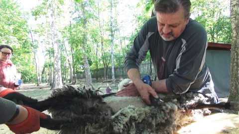 Postrzyżyny owiec w ZOO w Myślęcinku. Fot. Janusz Wiertel