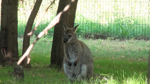 Mały kangur w bydgoskim zoo/fot. jw