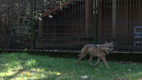U wilków z bydgoskiego zoo ostatnio dzieje się naprawdę sporo!/fot. JW