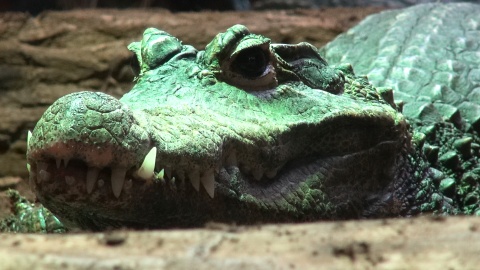 Krokodyl z zoo w Myślęcinku. Wcale nie jest taki krwiożerczy, na jakiego wygląda. Gustuje w skorupiakach./fot. JW