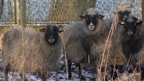 Owce, jak to owce, trzymają się razem. W czasie mrozów taka bliskość jest bezcenna./fot. jw/fot. jw