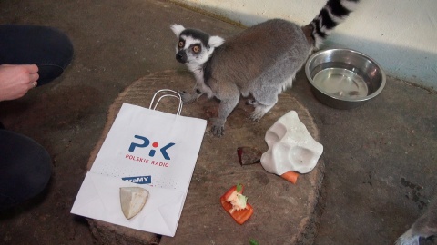 Lemury otrzymały smakowite prezenty na święta. Fot.: Janusz Wiertel