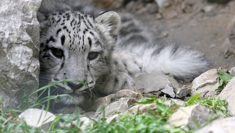 Nie żyje samica irbisa śnieżnego z warszawskiego zoo. Zwierzę miało koronawirusa