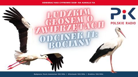 Ludzkim głosem o zwierzętach: czy bocian zna się na kalendarzu [wideo]