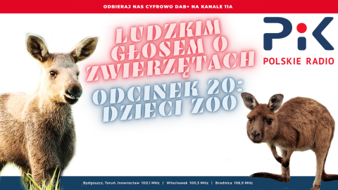 Ludzkim głosem o zwierzętach: narodziny w zoo w Myślęcinku [wideo, zdjęcia]