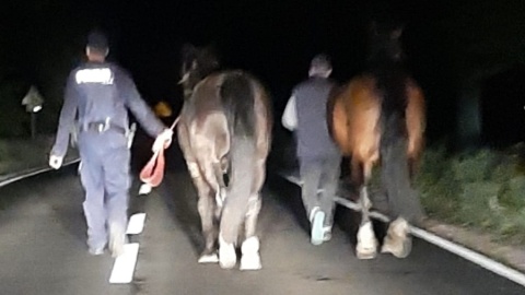 Przed północą po drodze wojewódzkiej biegały konie. Właściciel nic nie wiedział