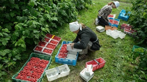 Nie ma szkoły, więc można pracować. Coraz więcej młodych chce latem zarabiać