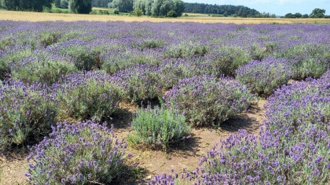 Wycisz się w lawendzie albo zrób sobie zdjęcie. Największa taka plantacja w regionie