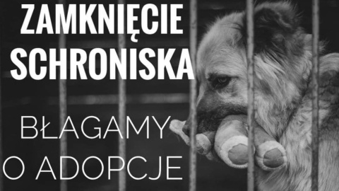 Domy dla zwierzaków pilnie poszukiwane. Muszą zamknąć schronisko [wideo]