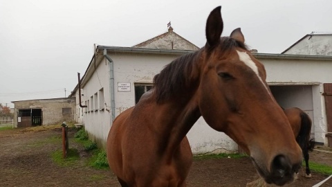 W Klubie Deresz znów będą świętować dzień świętego Huberta [zdjęcia, wideo]