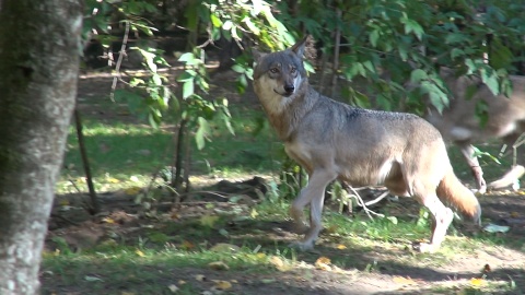 Solar i Syriusz Imiona dla wilczków z zoo w bydgoskim Myślęcinku wybrane