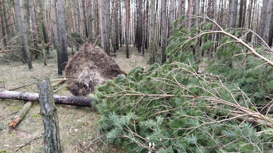 Tylko w nadleśnictwie Dąbrowa w powiecie świeckim silny wiatr powalił około 10 tysięcy drzew/fot. Marcin Doliński