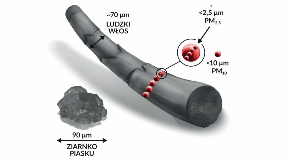 Porównanie wielkości włosa oraz cząsteczek pyłu PM 2,5 oraz PM 10. Grafika: https://smog.edu.pl/