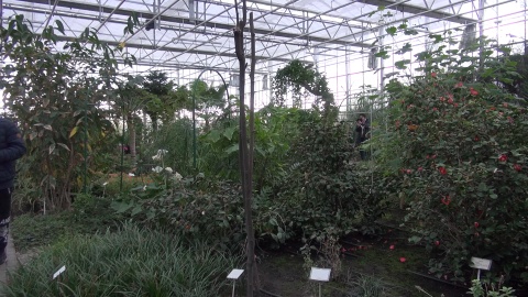 Ogród botaniczny IHAR w Myślęcinku/jw