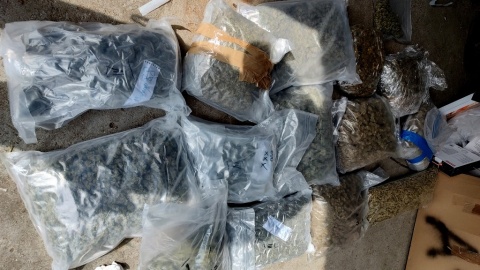Łącznie policjanci zabezpieczyli ponad 14,5 kilograma marihuany o czarnorynkowej wartości ponad 700 tys. zł/fot. materiały policji