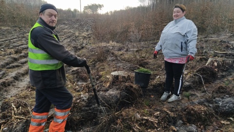 W regionie posadzą łącznie 32 mln drzewek Leśnicy zaczęli akcję odnowieniową