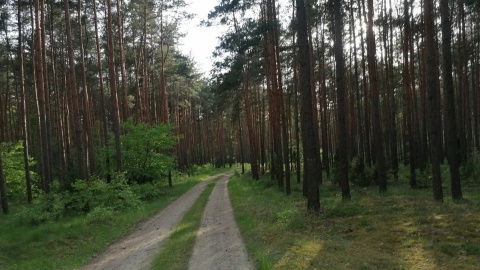 Szpital dla leśnych ptaków i ssaków w Borach Tucholskich. Pierwszy taki w regionie