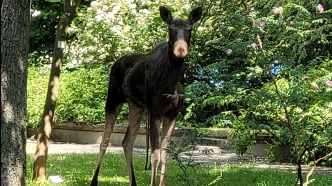 Nietypowy gość w Ogrodzie Botanicznym UKW. Do centrum Bydgoszczy dotarł łoś [zdjęcia]