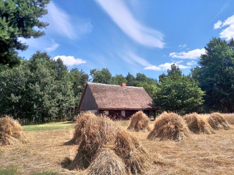 Młody kosiarz na polu nie miał lekko Skansen w Kłóbce zaprosił na widowisko