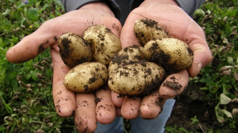 Porozumienie plantatorów z Przedsiębiorstwem Przemysłu Ziemniaczanego w Trzemesznie