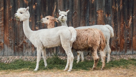 Rzeź alpak w hodowli w Ostrówku. Sprawca zabił zwierzęta i podpalił stodołę