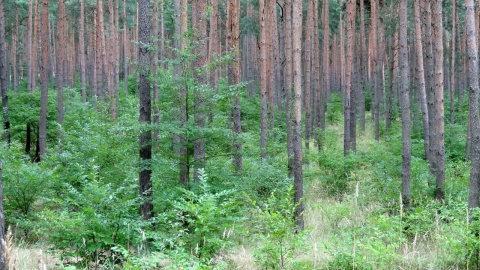 Apelują, żeby trasa S10 ominęła źródliska w Puszczy Bydgoskiej. Napisali petycję