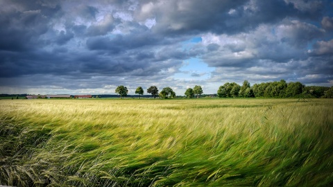 W regionie będzie mocno wiało. Ostrzeżenia meteorologów dla Kujawsko-Pomorskiego