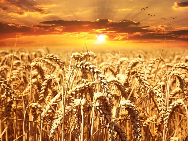KOWR: w tym sezonie z Polski wyeksportowano rekordowe 11,7 milionów ton zbóż