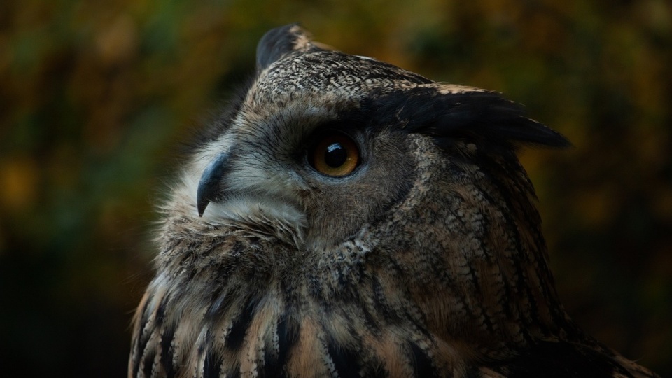 Dzięki hodowcy Mateuszowi Heinse będzie można zobaczyć na żywo wybrane gatunki oswojonych ptaków/fot. ilustracyjna, Pixabay