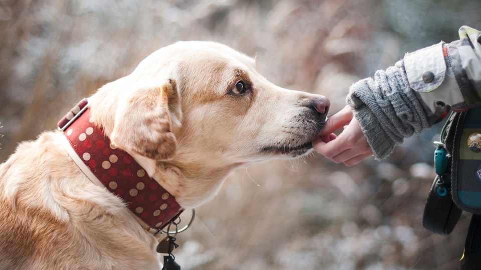 W Mogilnie będzie można dowiedzieć się ile pies znaczy dla człowieka, jak powinno się go traktować i czy można w jakiś sposób wynagrodzić oddanie ze strony czworonoga/Fot. zdjęcie ilustracyjne, Pixabay