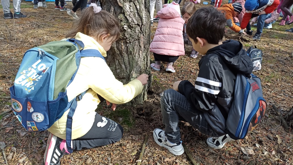 Dzieci ze Szkoły Podstawowej nr 1 w Toruniu i podopieczni Domu Dziecka „Młody Las” zasadzili około 350 drzew/Fot. i wideo: Monika Kaczyńska