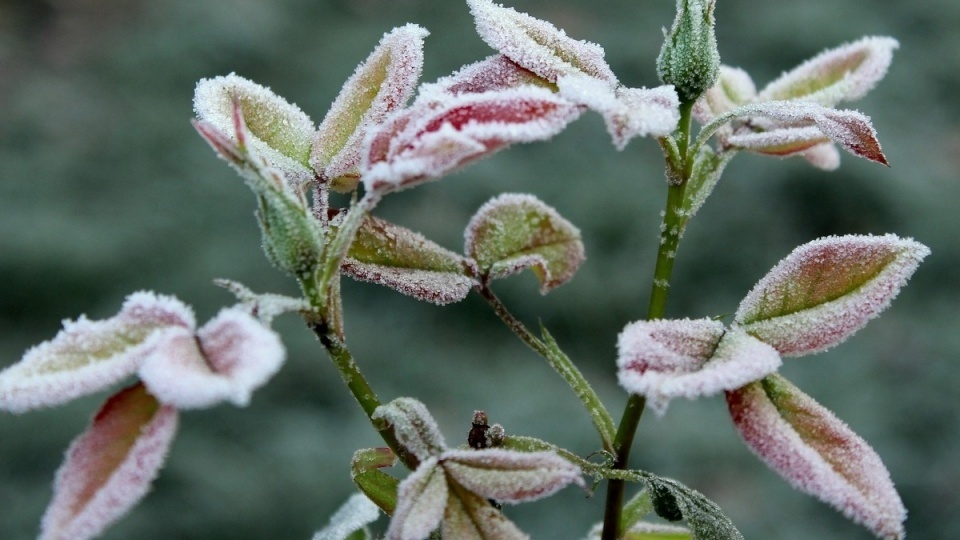 Temperatura przy gruncie może spaść do minus 4 stopni Celsjusza, więc warto schować rośliny balkonowe do domu/fot. Pixabay