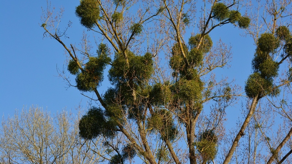 Trwa usuwanie jemioły z koron 129 drzew rosnących w Toruniu. Zdjęcie ilustracyjne/fot. Pixabay