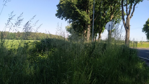 Wysokie trawy rosnące wzdłuż drogi powiatowej numer 239 w  powiecie świeckim ograniczają widoczność kierowcom/fot. Marcin Doliński