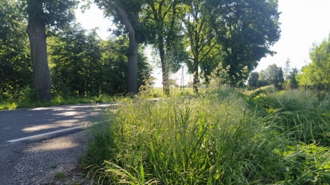 Wysokie trawy rosnące wzdłuż drogi powiatowej numer 239 w  powiecie świeckim ograniczają widoczność kierowcom/fot. Marcin Doliński