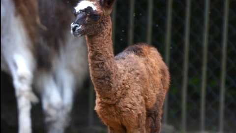 3 czerwca przyszła na świat urocza samiczka lamy. Ogród zoologiczny ogłosił konkurs na imię dla maleństwa/fot. Ogród Zoologiczny w Bydgoszczy/Facebook