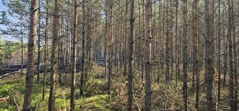 Młodnik w Grupie w powiecie świeckim podpalili chłopcy. Mają od ośmiu do dziesięciu lat