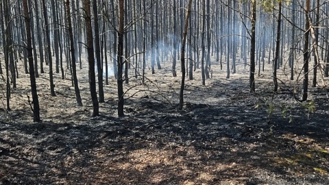 W akcji gaśniczej brało udział 13 zastępów straży pożarnej i trzy samoloty gaśnicze Lasów Państwowych/fot. Regionalna Dyrekcja Lasów Państwowych w Toruniu